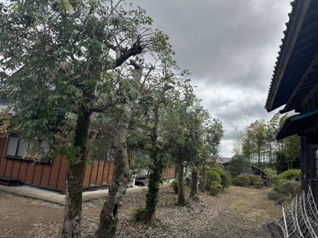民家のお庭のトータルケア（剪定・伐採・草刈り・小屋解体工事）
